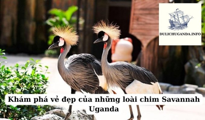 Khám phá vẻ đẹp của những loài chim Savannah Uganda