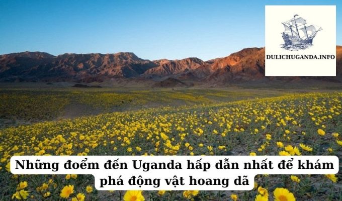 Những đoểm đến Uganda hấp dẫn nhất để khám phá động vật hoang dã