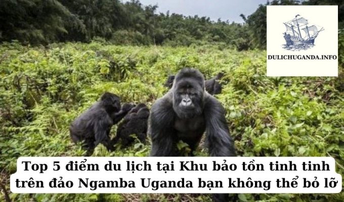 Top 5 điểm du lịch tại Khu bảo tồn tinh tinh trên đảo Ngamba Uganda bạn không thể bỏ lỡ