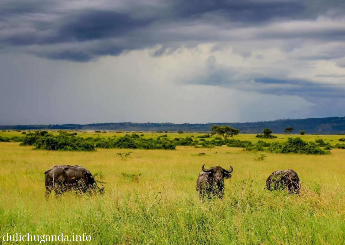 Find the best time to visit Uganda for optimal weather and wildlife viewing opportunities